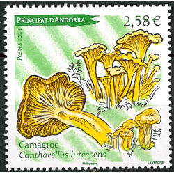 Chanterelle Cantharellus Lutescens