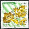 Chanterelle Cantharellus Lutescens